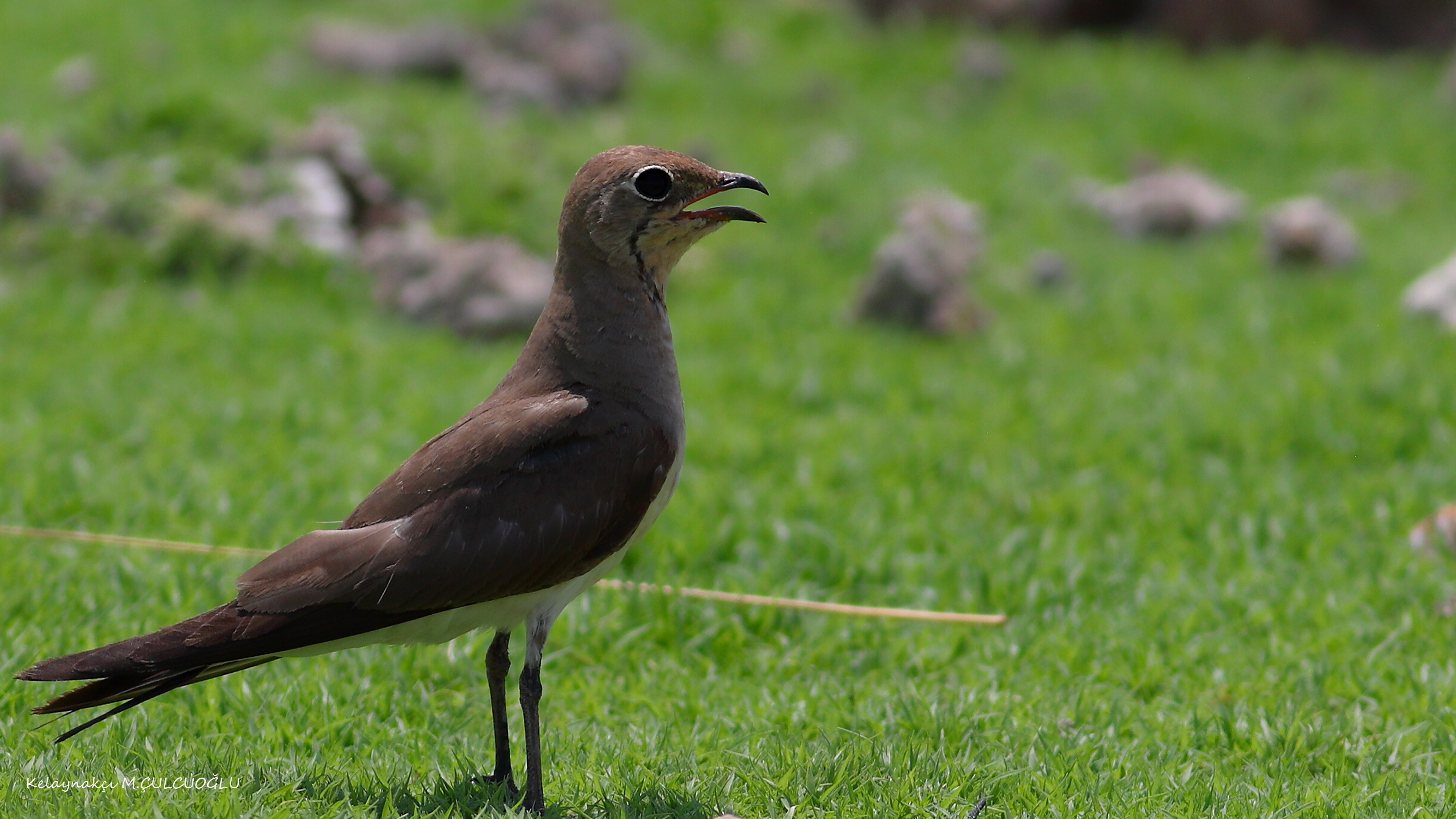 Collared Pratincole
